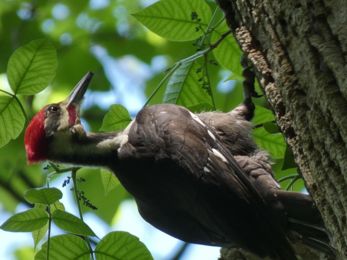 Pileated Woodpecker - ML618637471