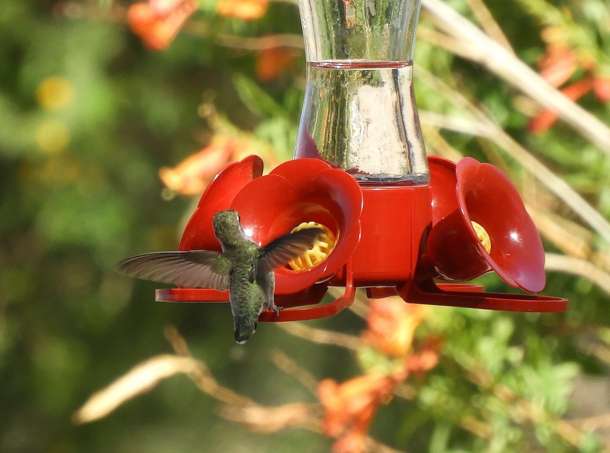 Costa's Hummingbird - ML618637472