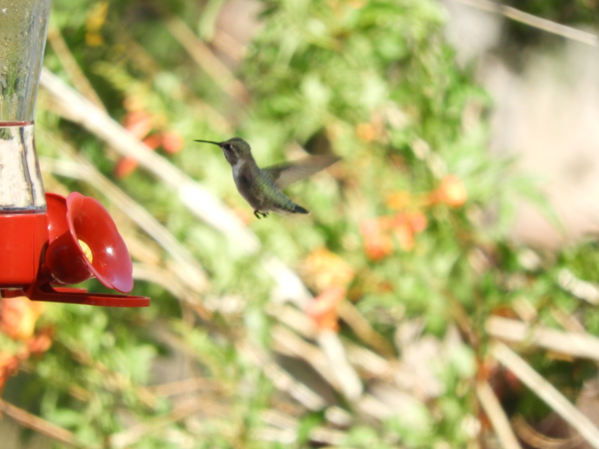 Costa's Hummingbird - ML618637497