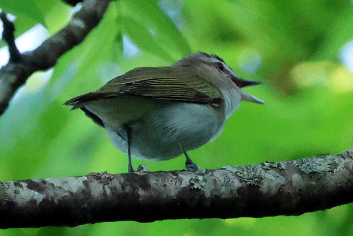 Red-eyed Vireo - ML618637498