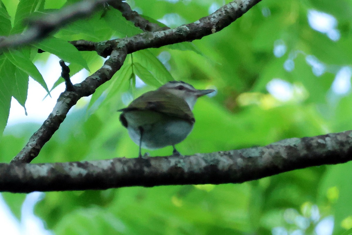 Red-eyed Vireo - ML618637499