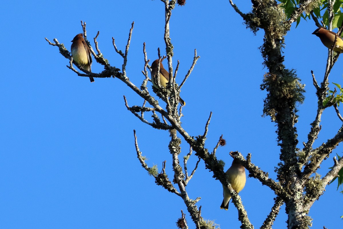 Cedar Waxwing - ML618637504