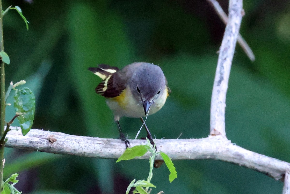 American Redstart - ML618637521