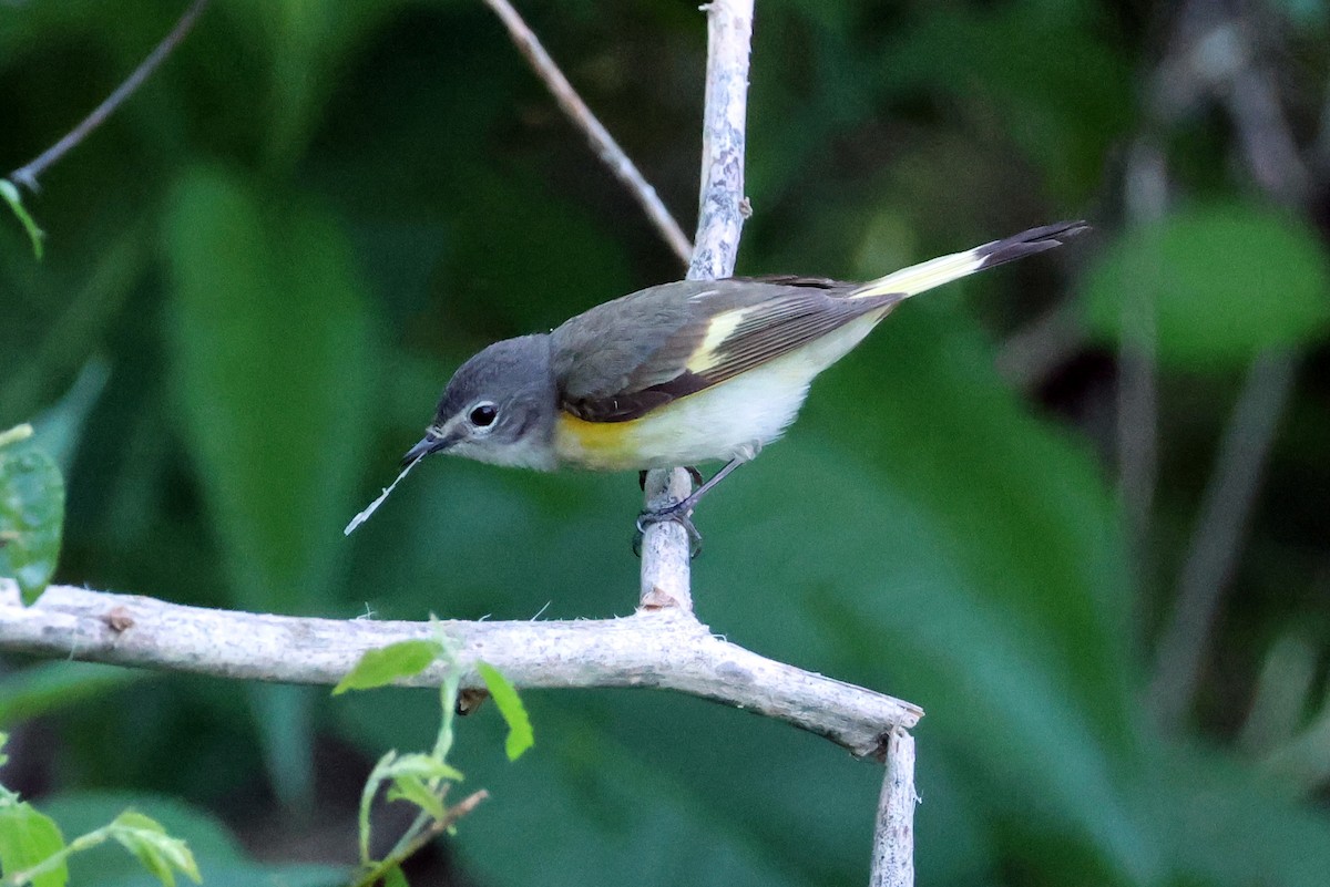 American Redstart - Vern Bothwell