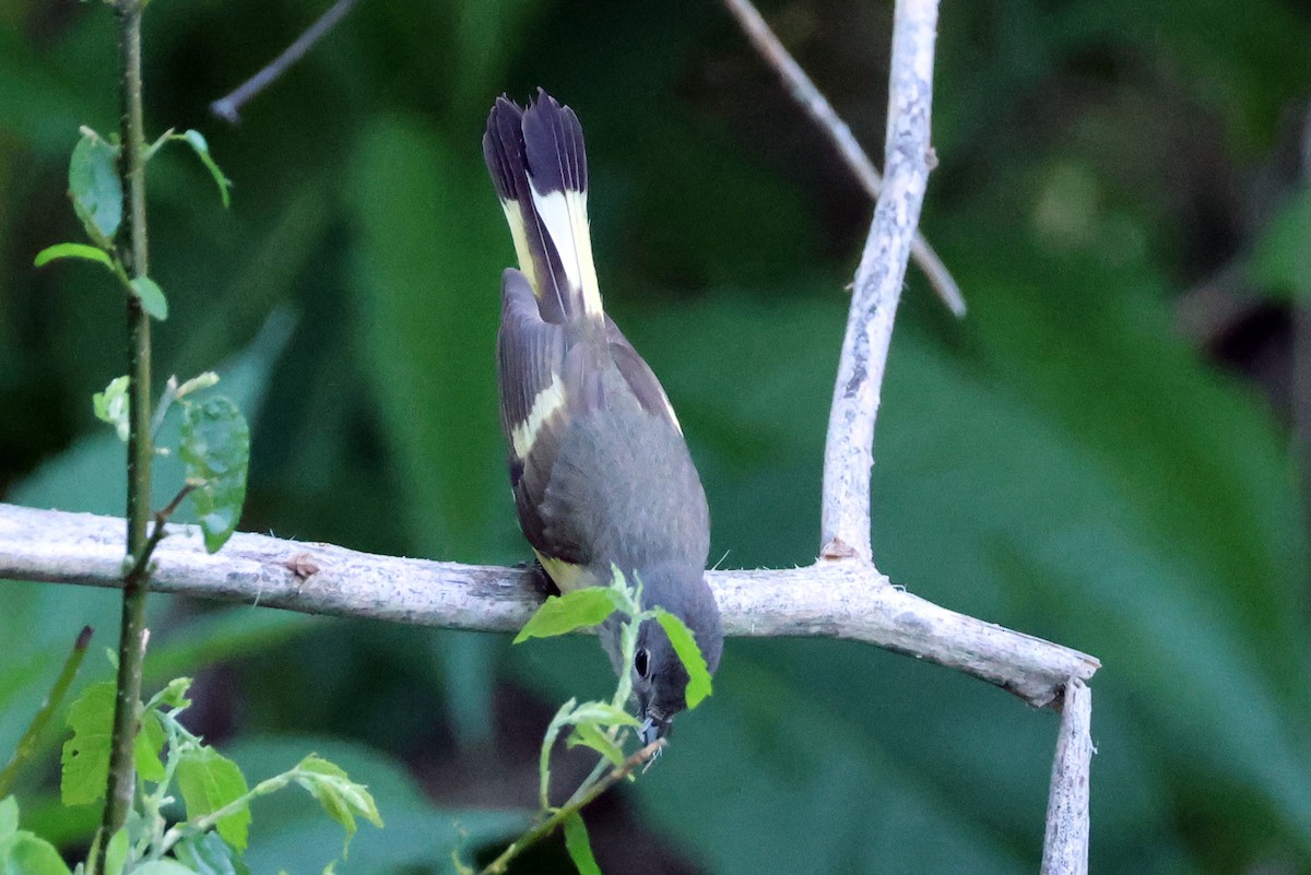 American Redstart - Vern Bothwell