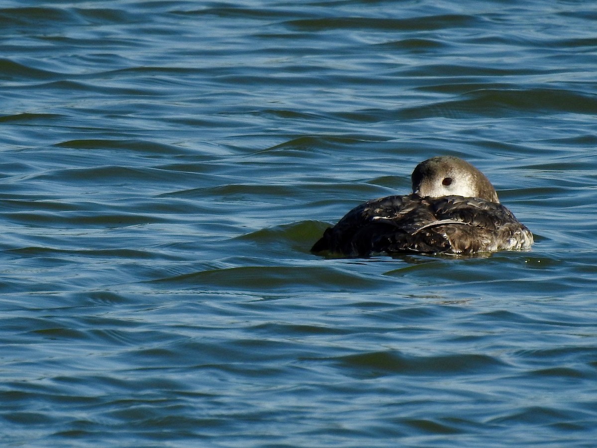 Red-throated Loon - Dede Kotler