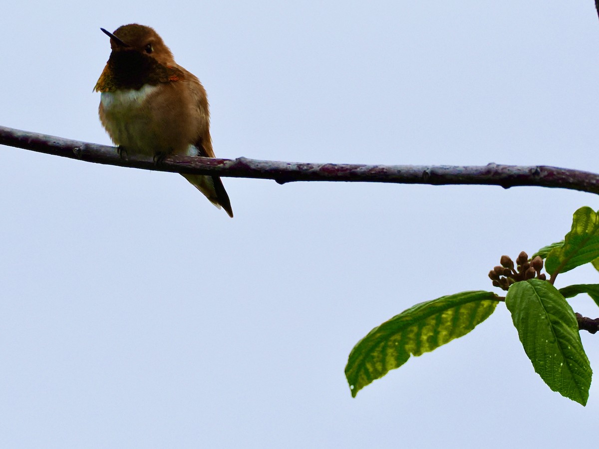 Rufous Hummingbird - D/P    Sanford