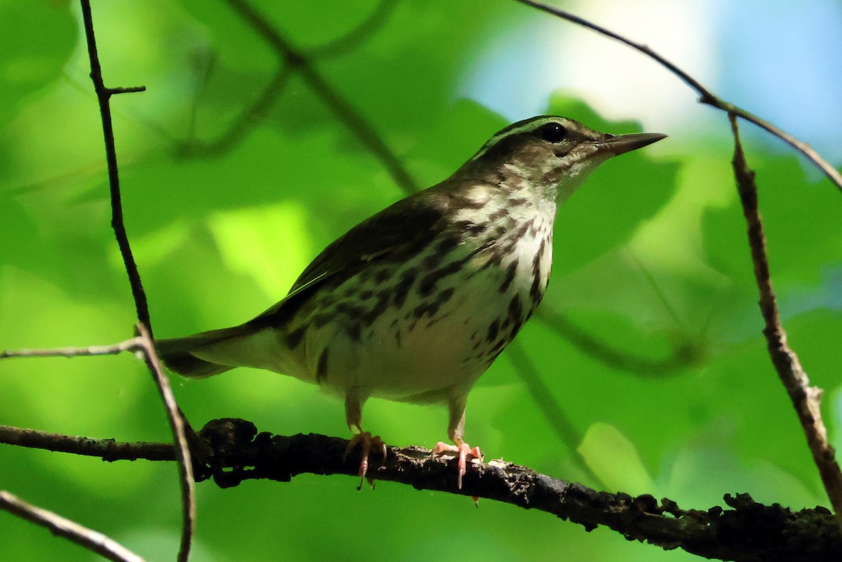 Louisiana Waterthrush - Vern Bothwell