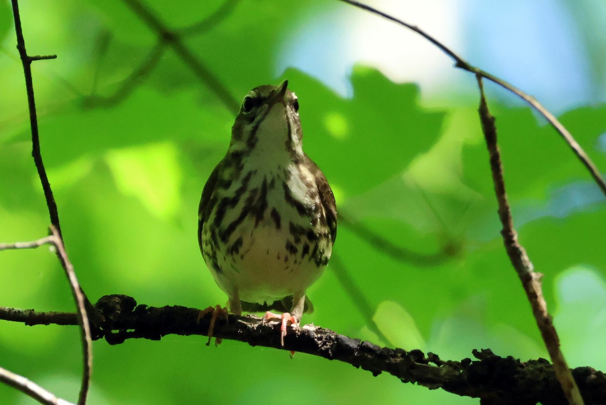 Louisiana Waterthrush - Vern Bothwell