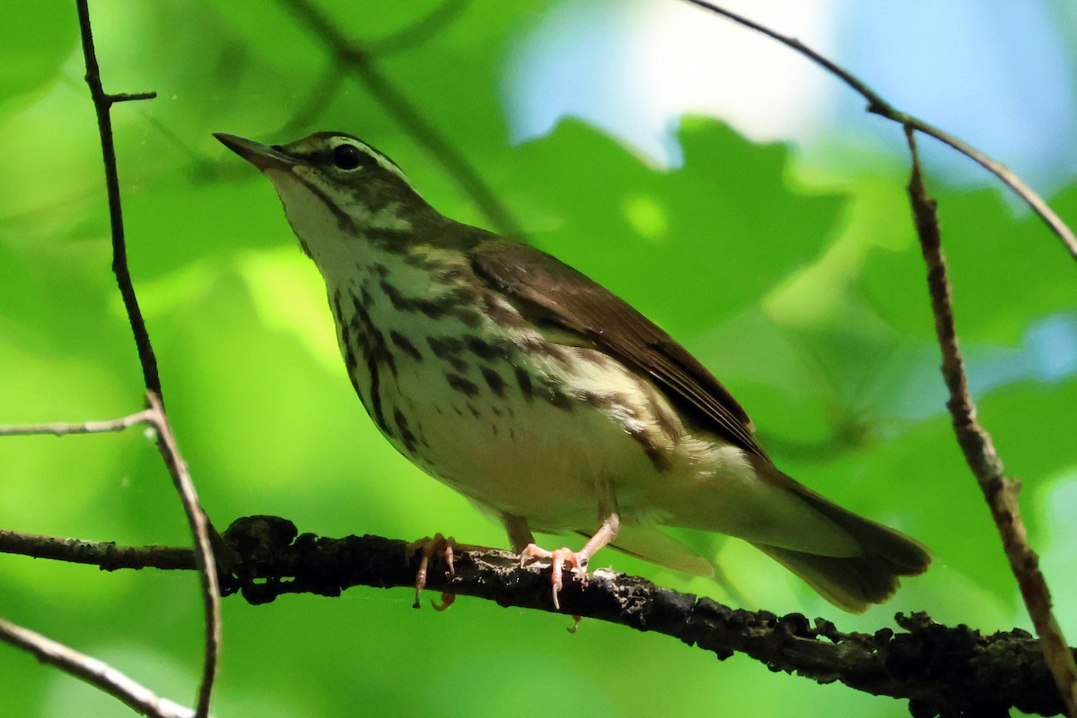 Louisiana Waterthrush - ML618637564