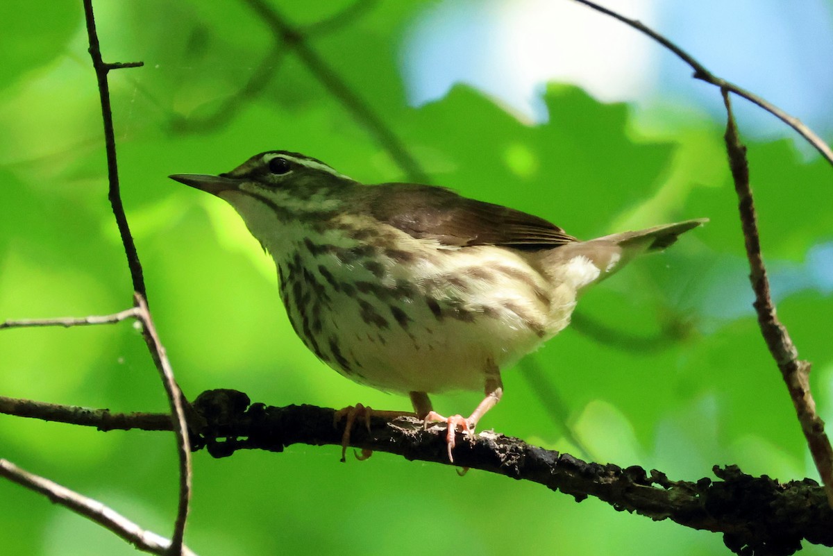 Louisiana Waterthrush - ML618637565