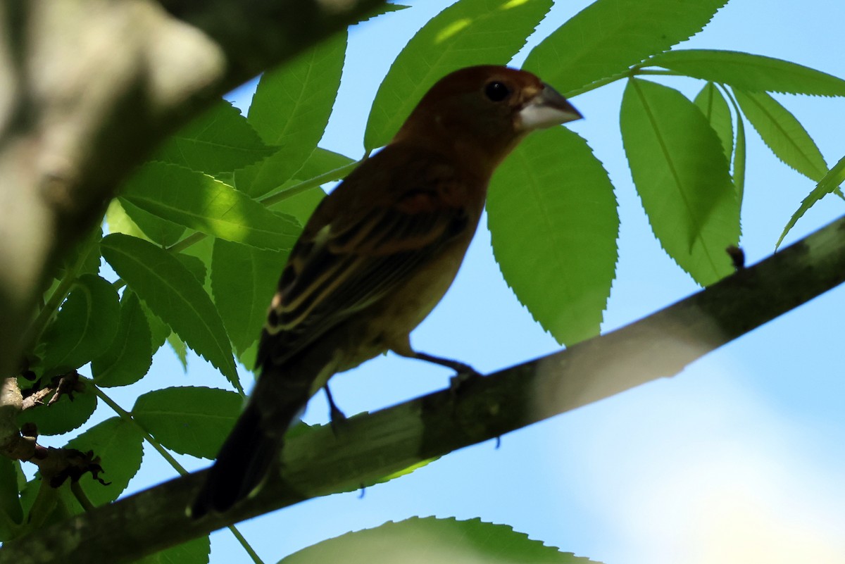 Blue Grosbeak - ML618637575