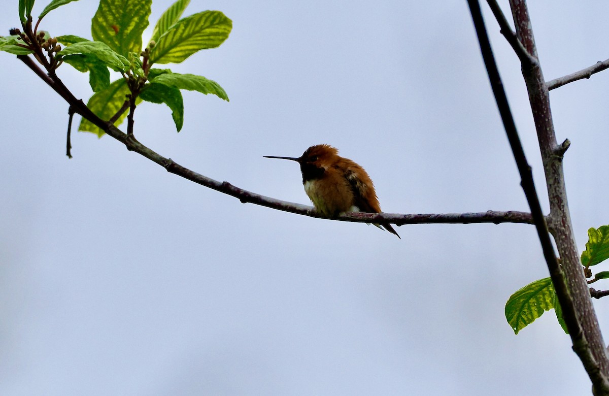 Rufous Hummingbird - D/P    Sanford