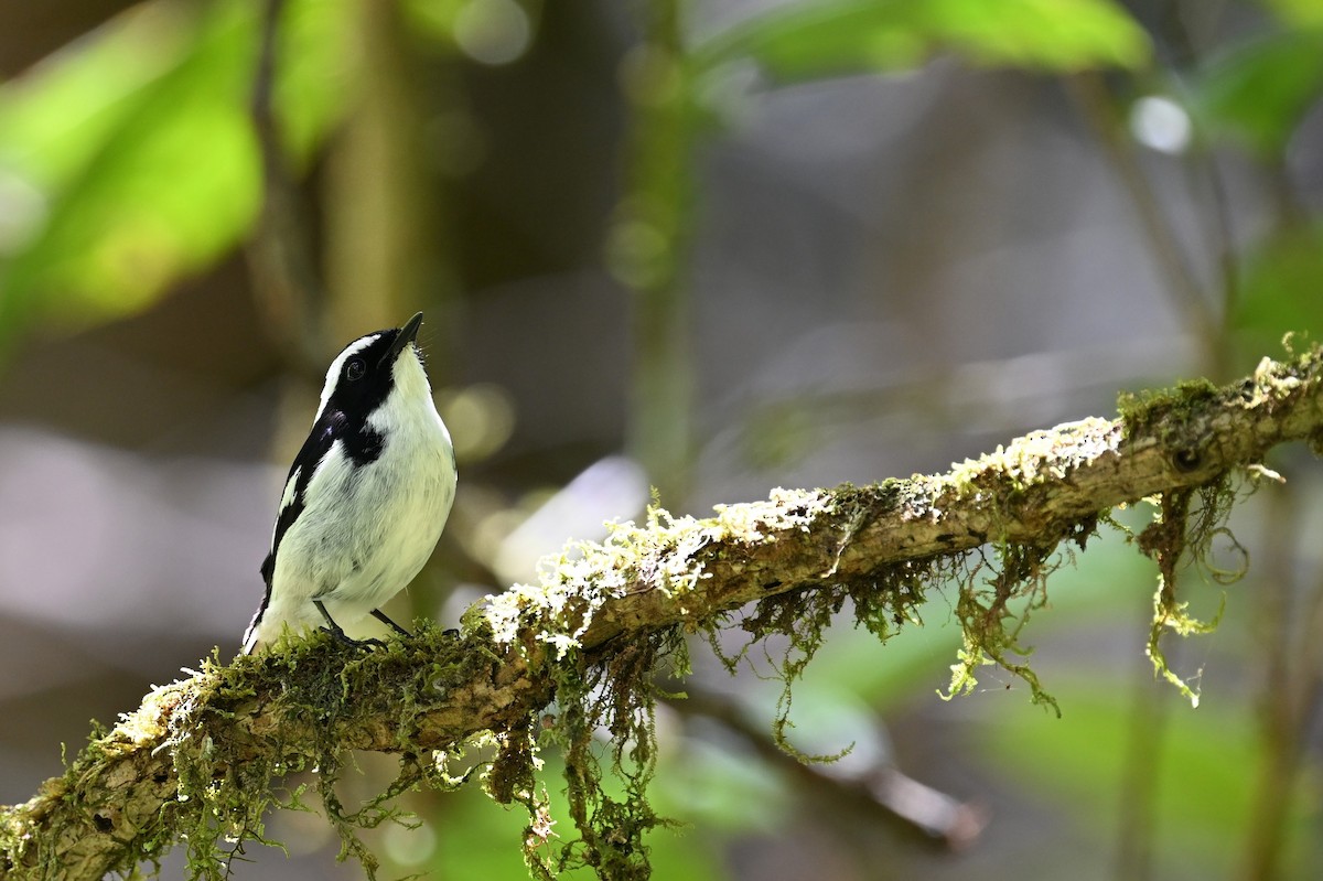 Little Pied Flycatcher - ML618637591