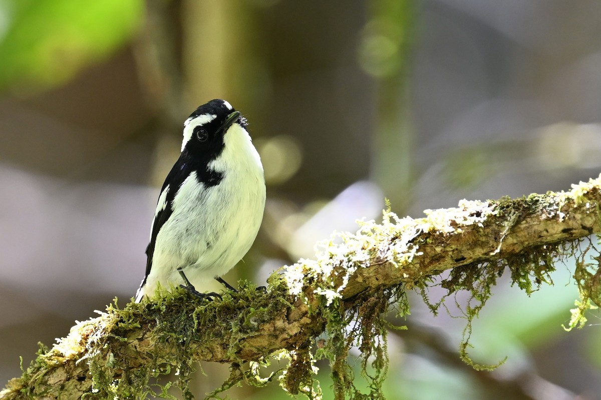 Little Pied Flycatcher - ML618637593