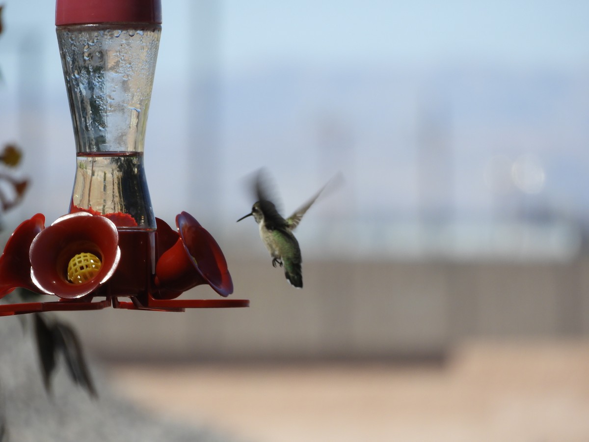 Costa's Hummingbird - ML618637597