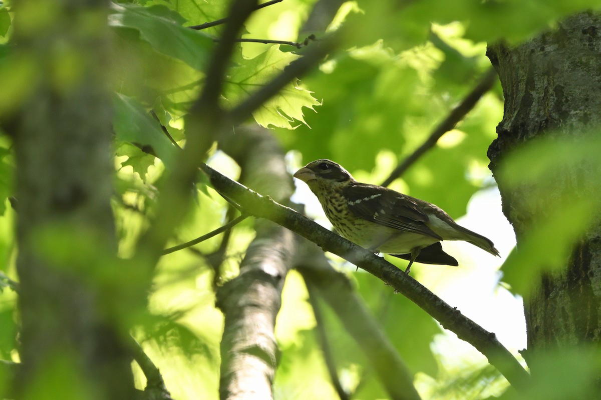 Rose-breasted Grosbeak - ML618637618