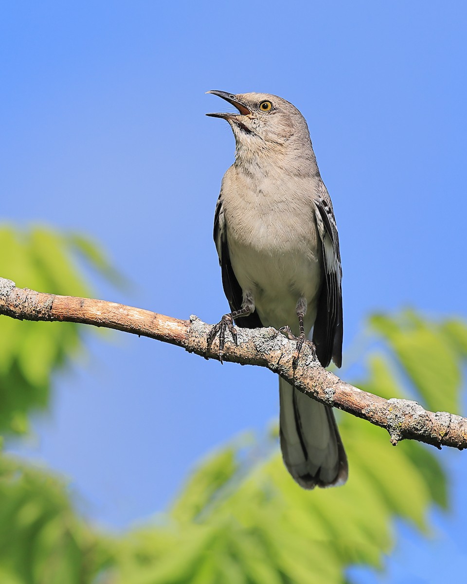 Northern Mockingbird - ML618637635