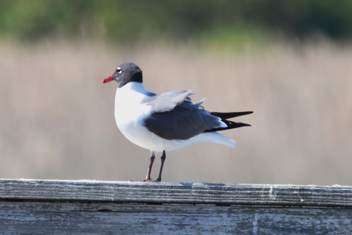 Laughing Gull - ML618637700