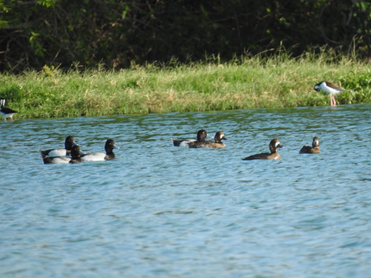 Lesser Scaup - ML618637719