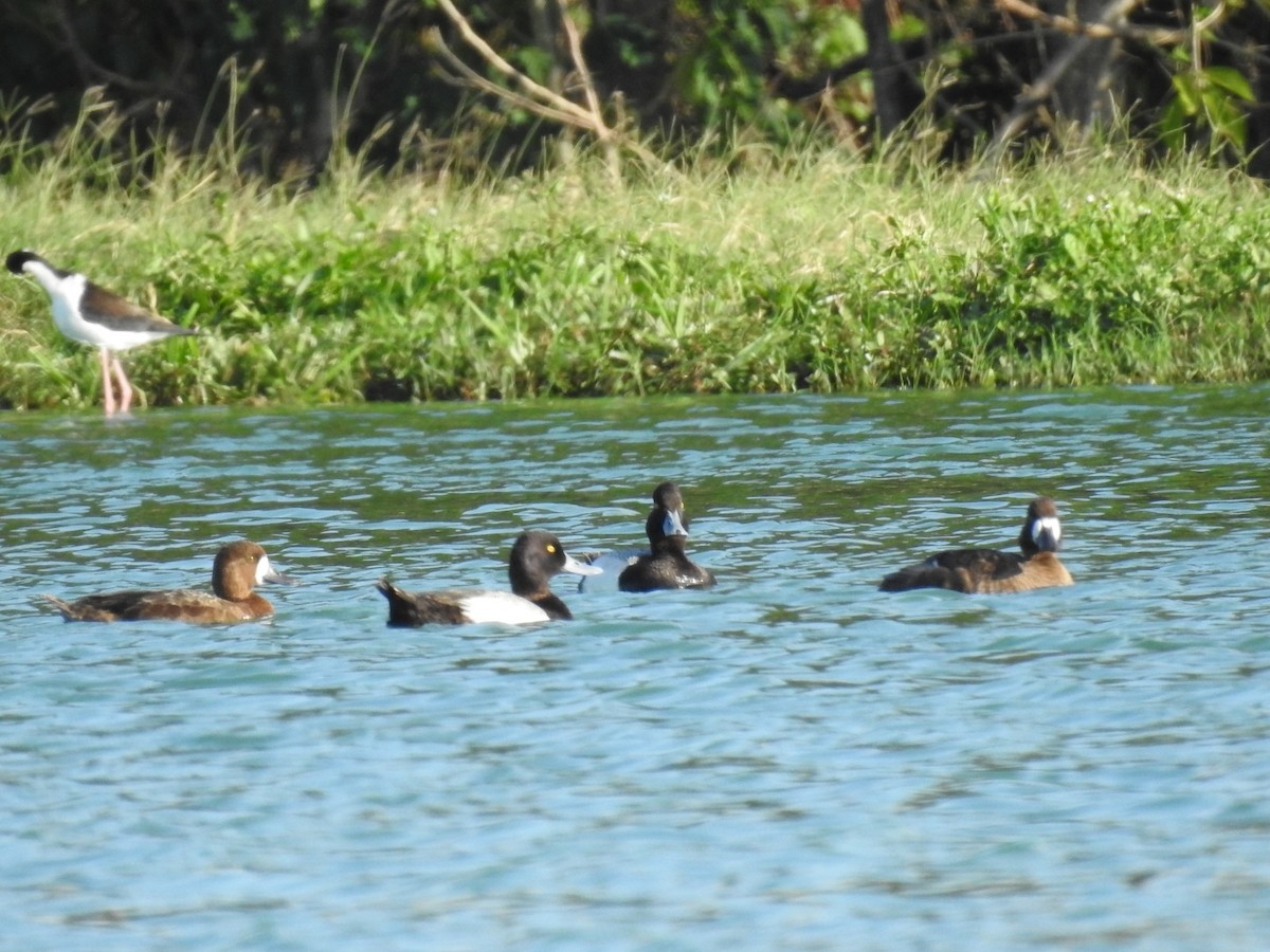 Lesser Scaup - ML618637720