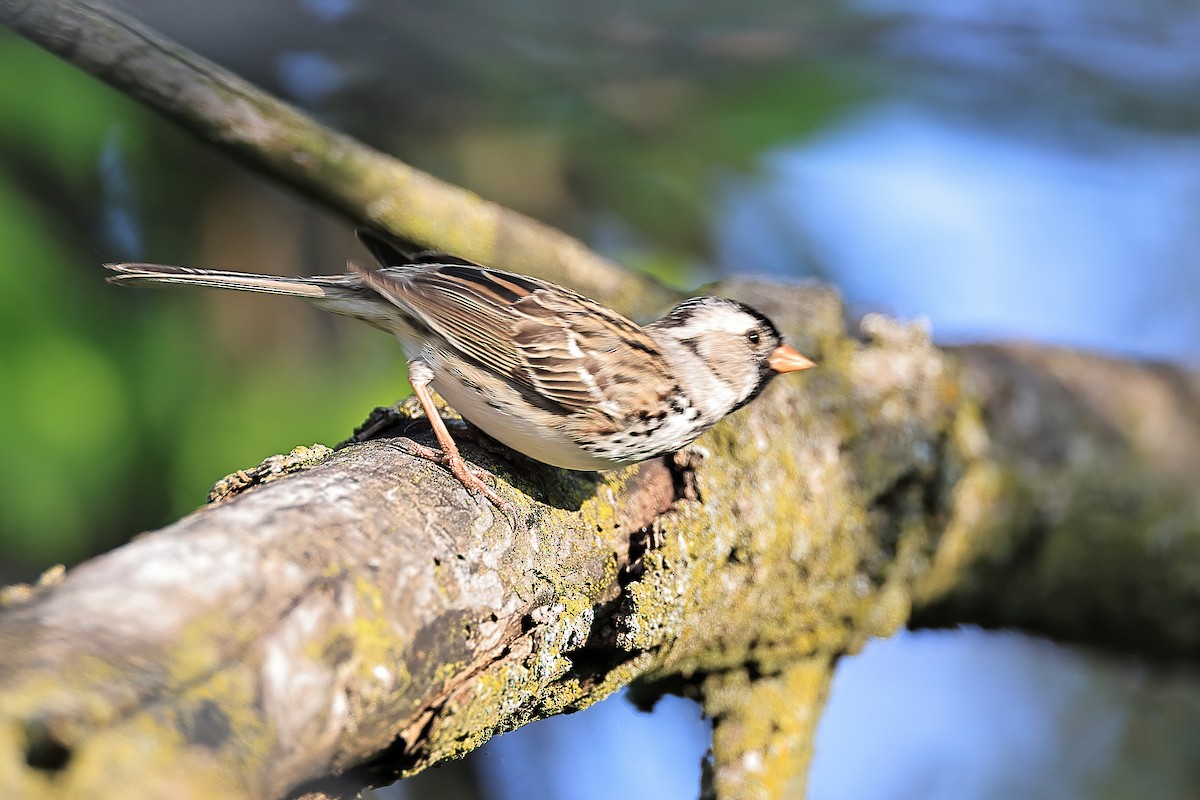 Harris's Sparrow - ML618637762