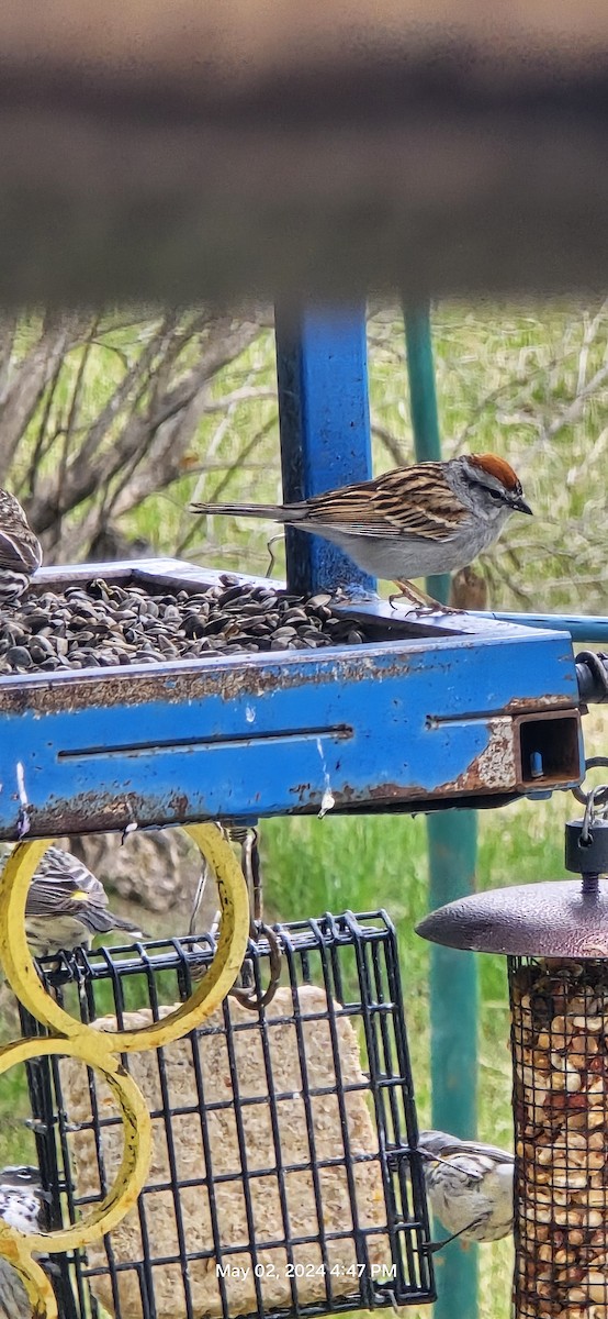 Chipping Sparrow - ML618637813
