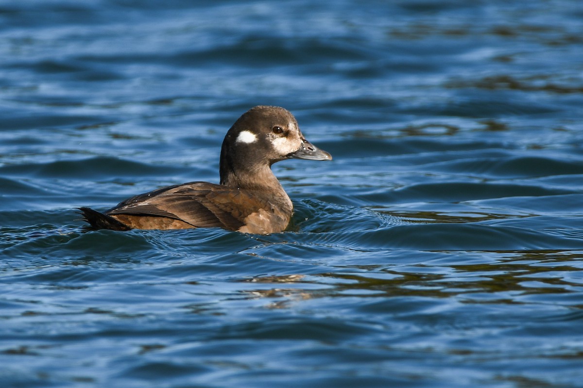 Harlequin Duck - Manny Salas