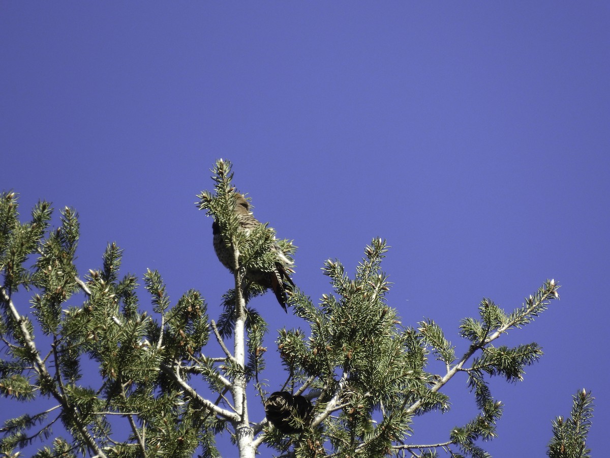 Northern Flicker - Astrid Taen