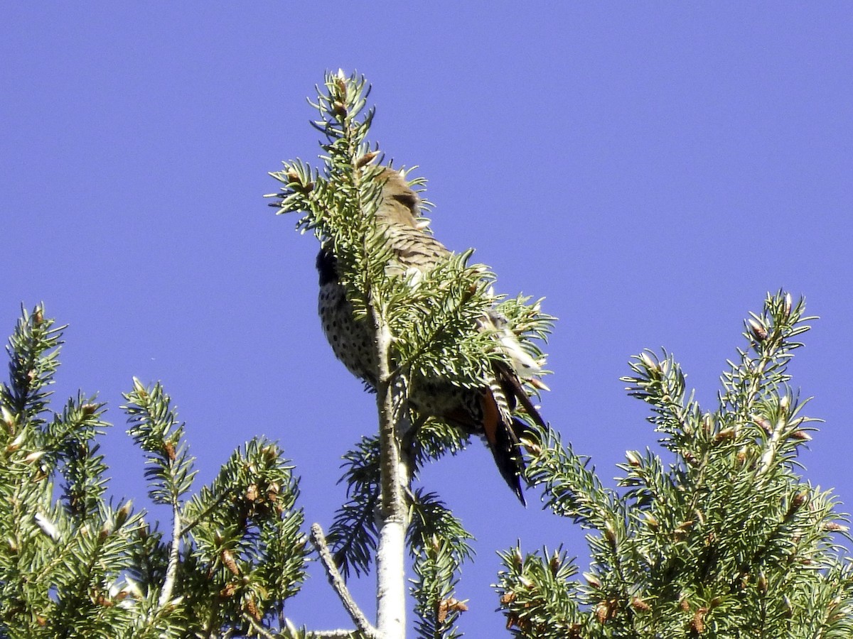 Northern Flicker - Astrid Taen