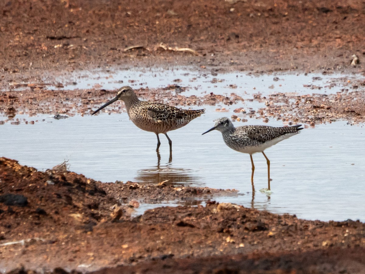 Long-billed Dowitcher - ML618637910