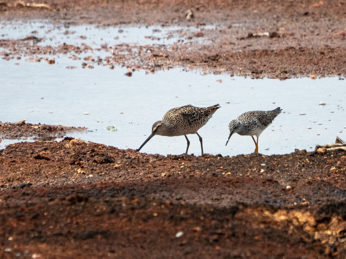 Long-billed Dowitcher - ML618637911