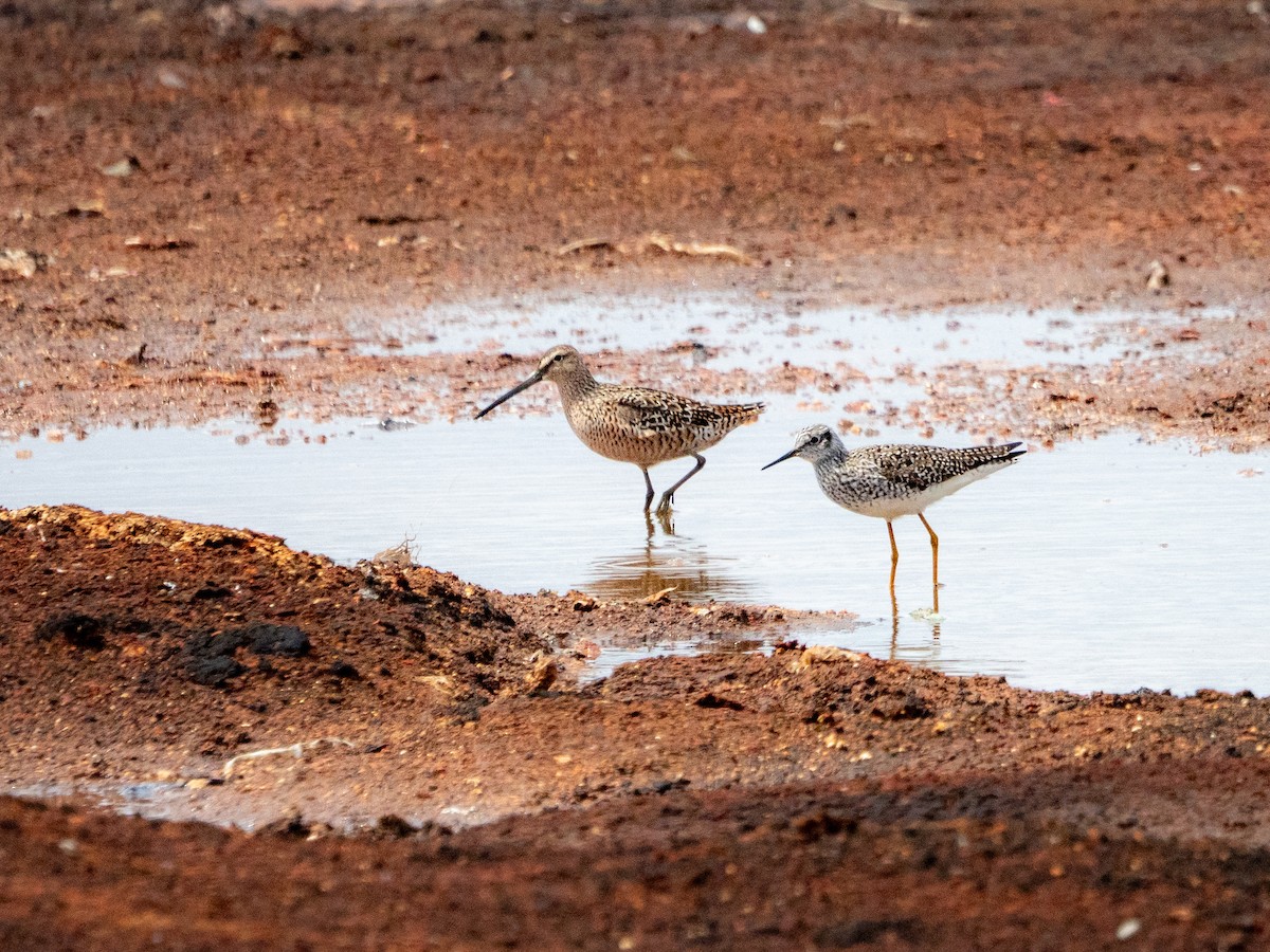 Long-billed Dowitcher - ML618637912