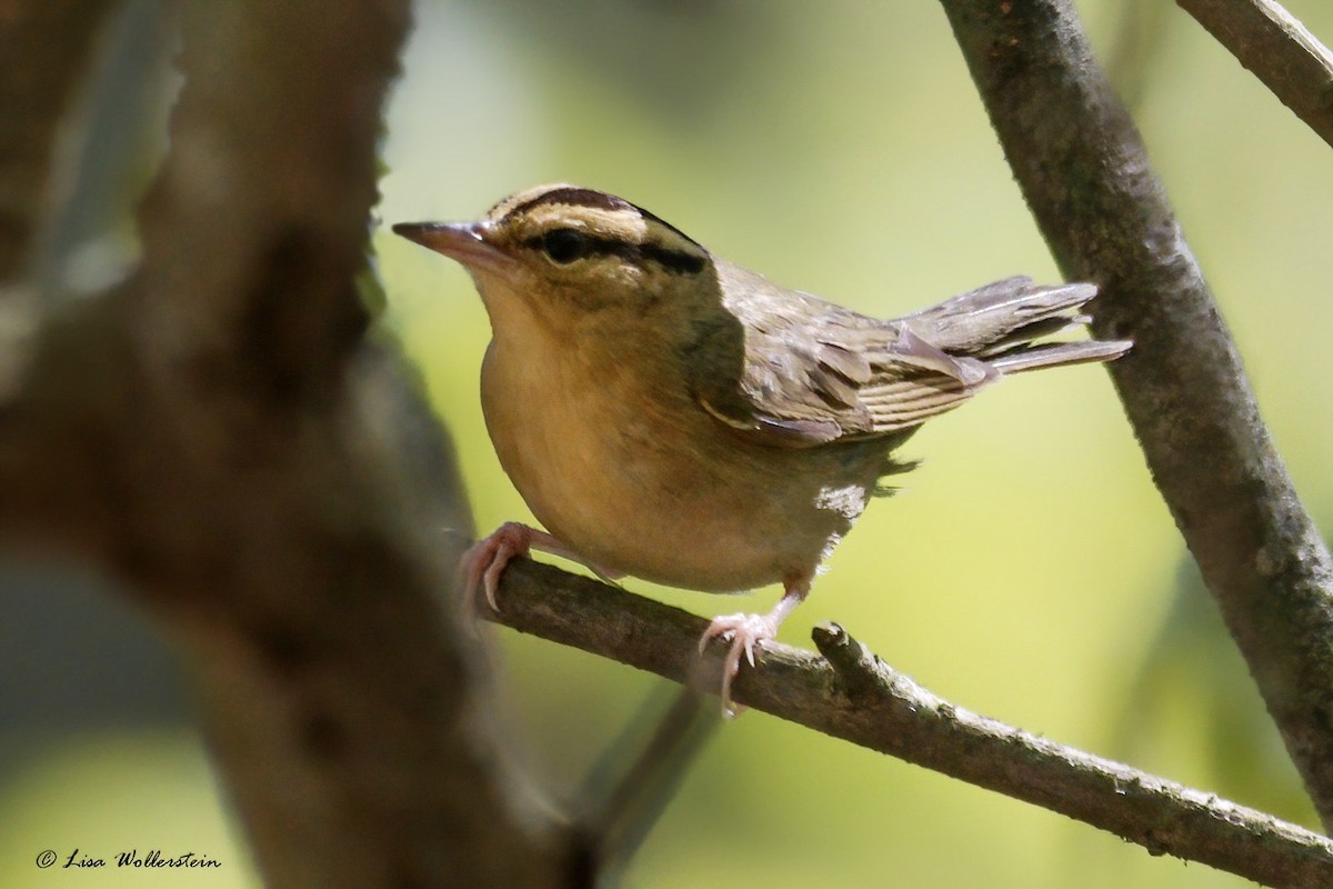 Worm-eating Warbler - Lisa Wollerstein