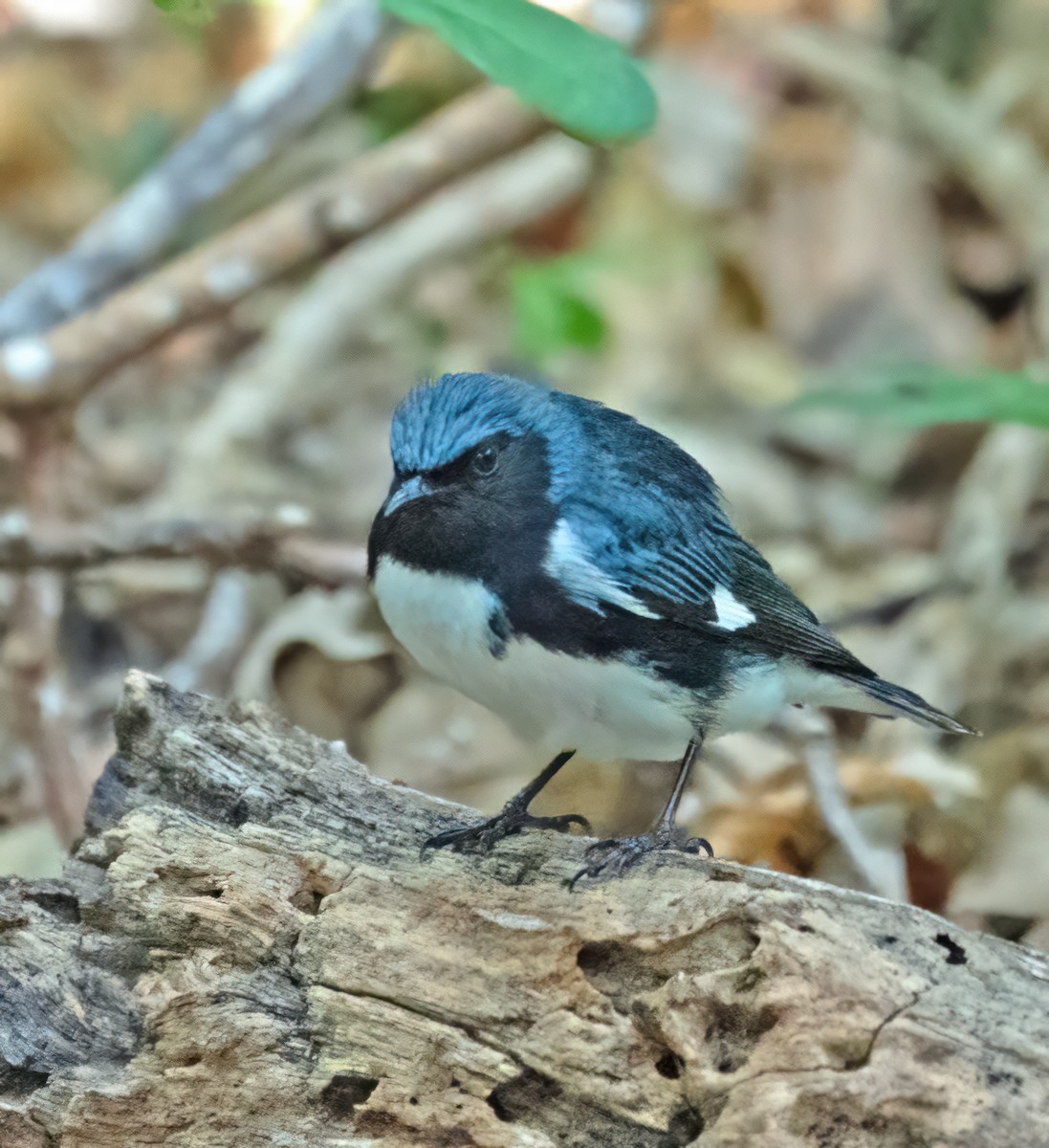 Black-throated Blue Warbler - Ingrid Siegert