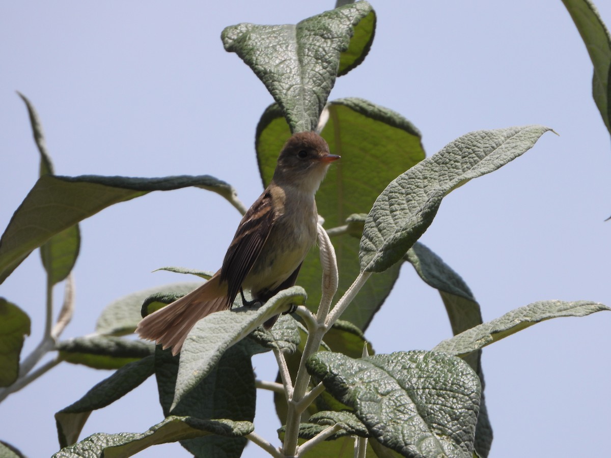 White-throated Flycatcher - ML618637984