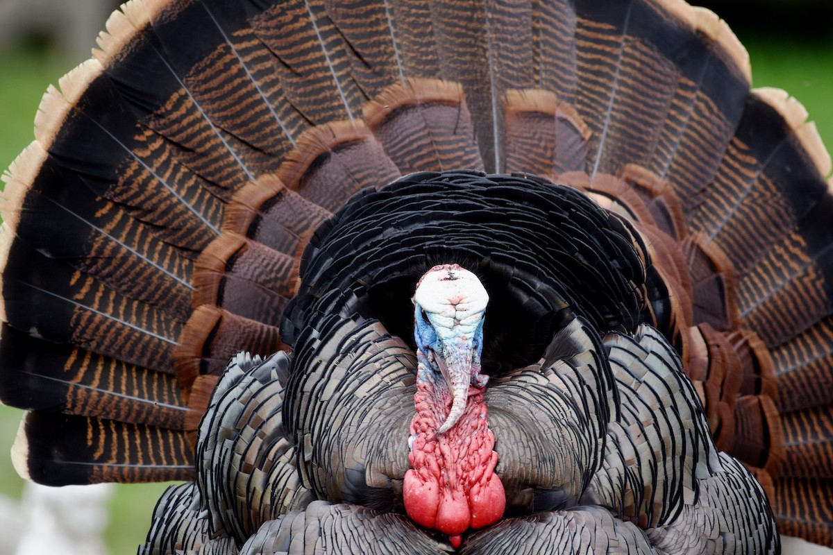 Wild Turkey - ML618638005