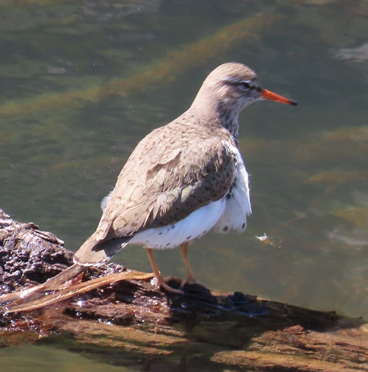 Spotted Sandpiper - The Spotting Twohees