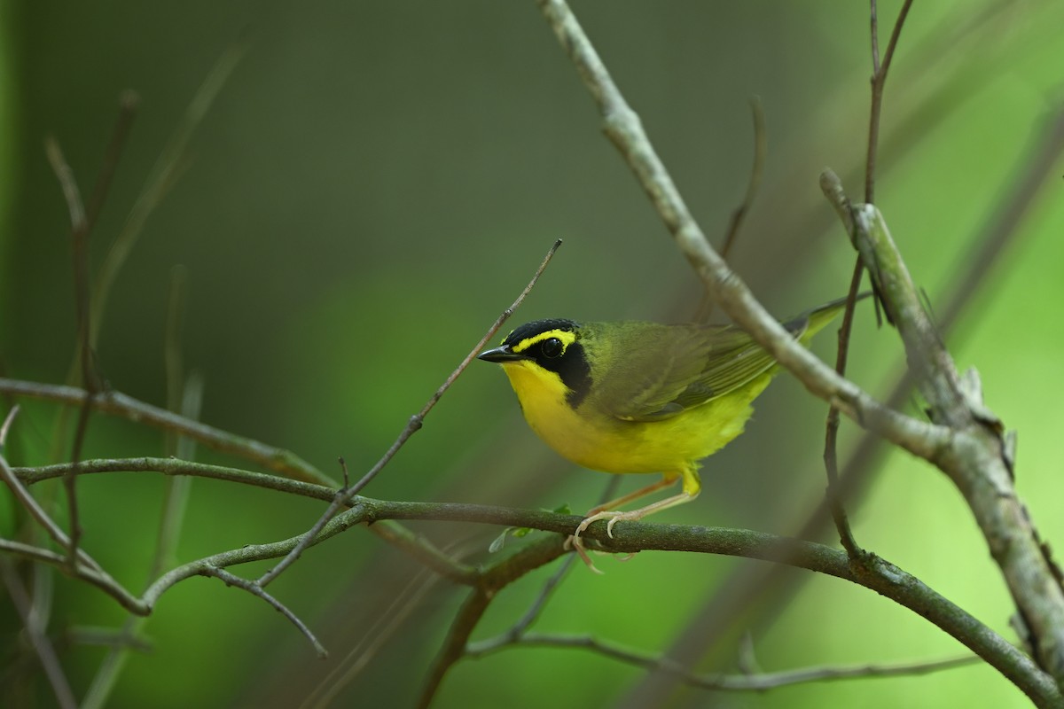 Kentucky Warbler - ML618638016