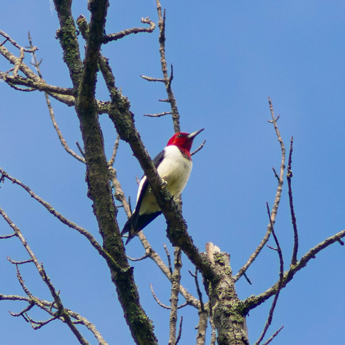 Red-headed Woodpecker - Muhtasim  Islam
