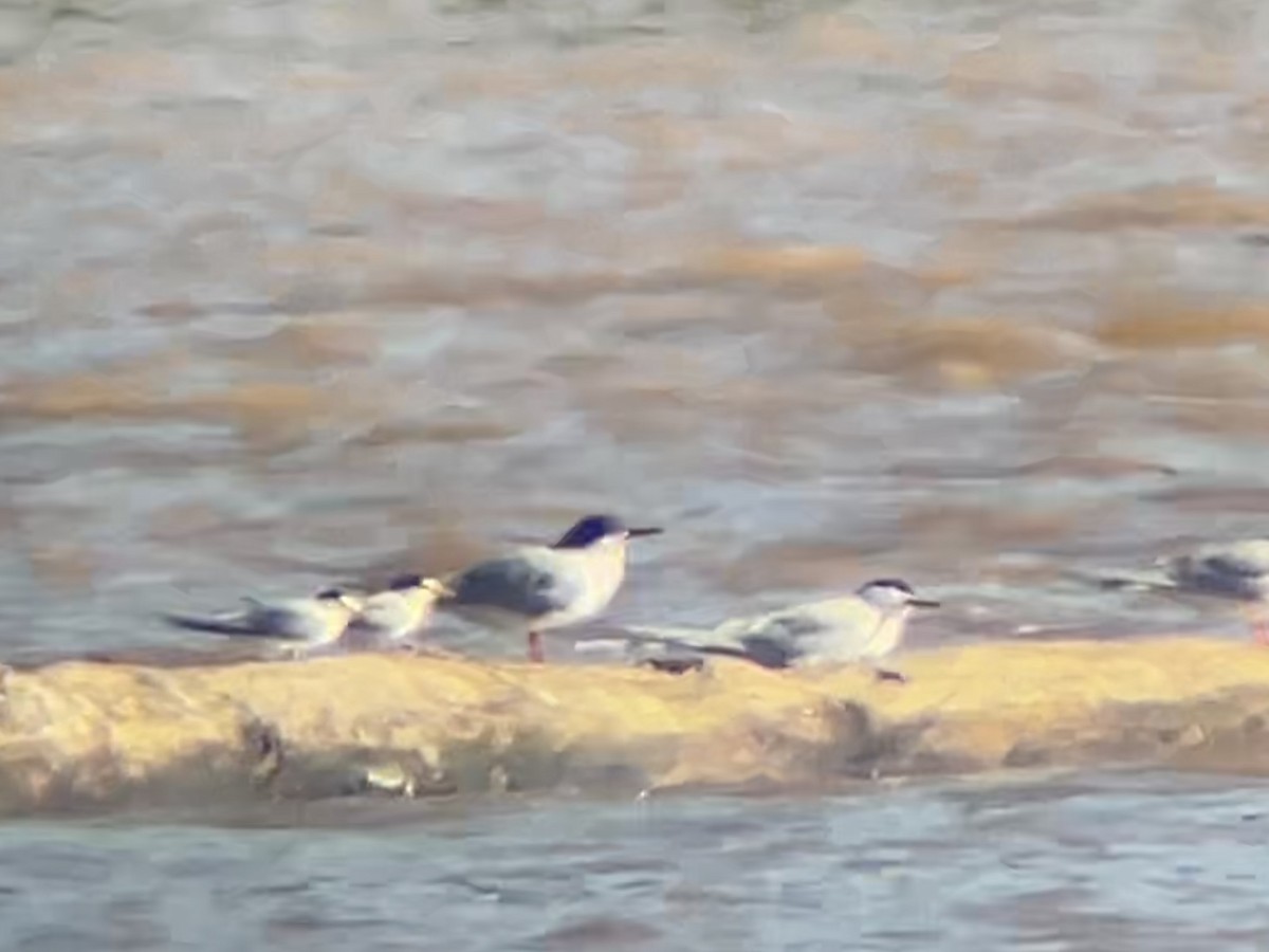 Least Tern - ML618638035