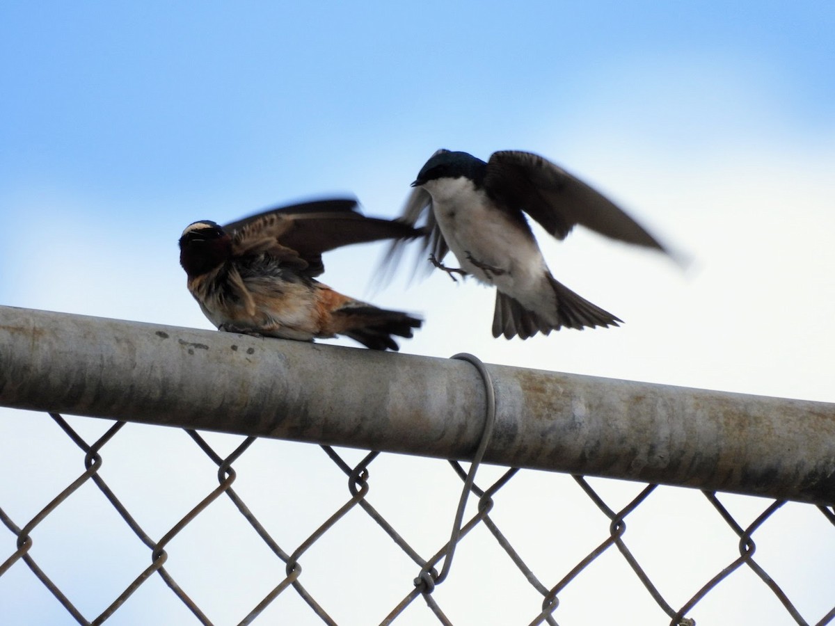 Tree Swallow - ML618638042