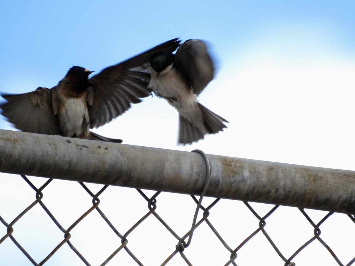 Tree Swallow - ML618638055