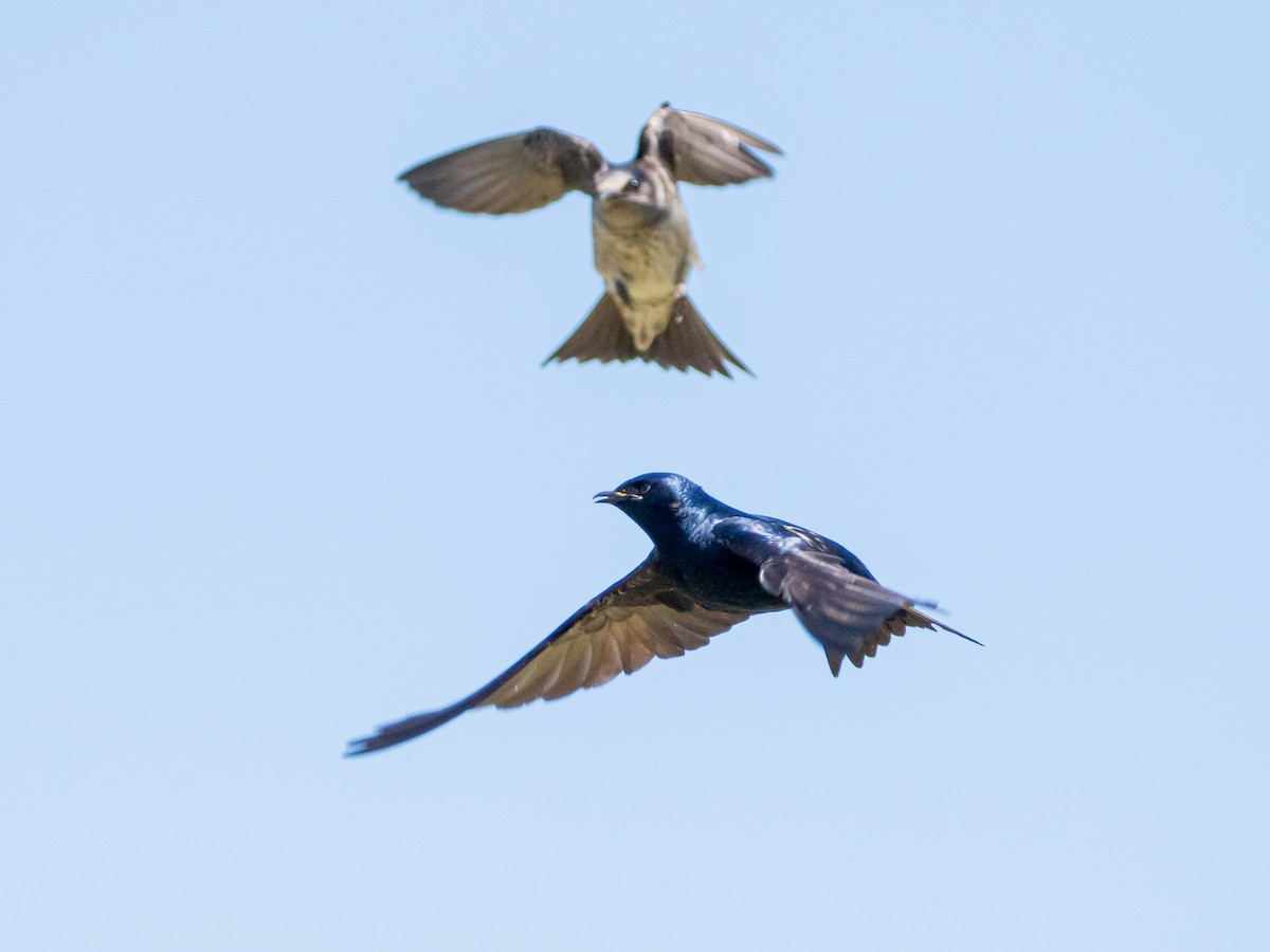 Purple Martin - ML618638056