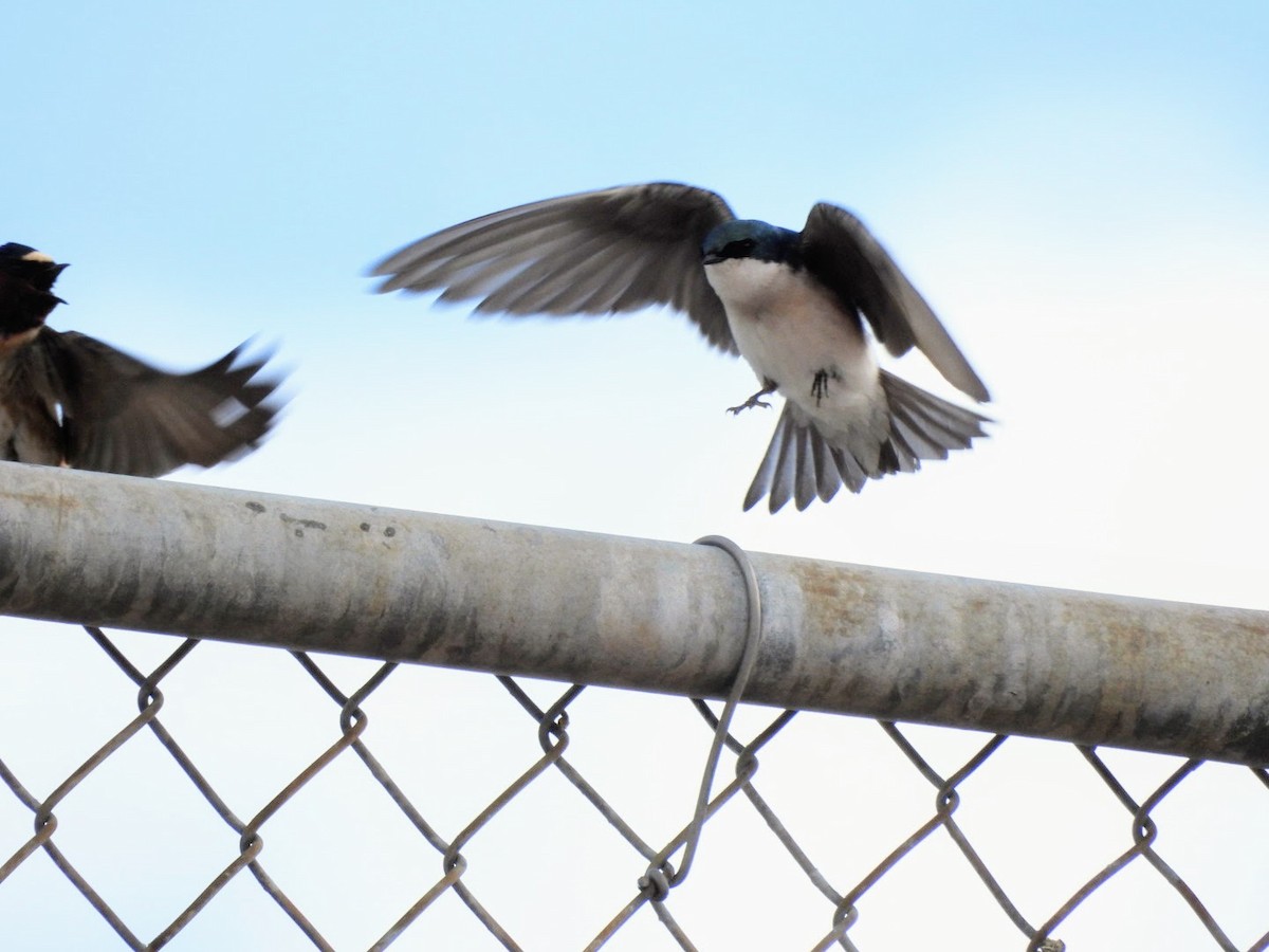 Tree Swallow - ML618638074
