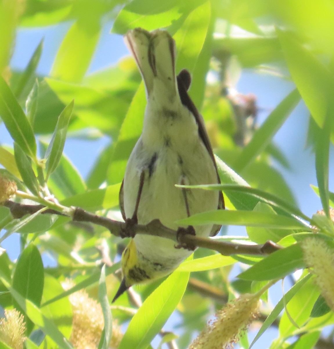 Hermit Warbler - The Spotting Twohees