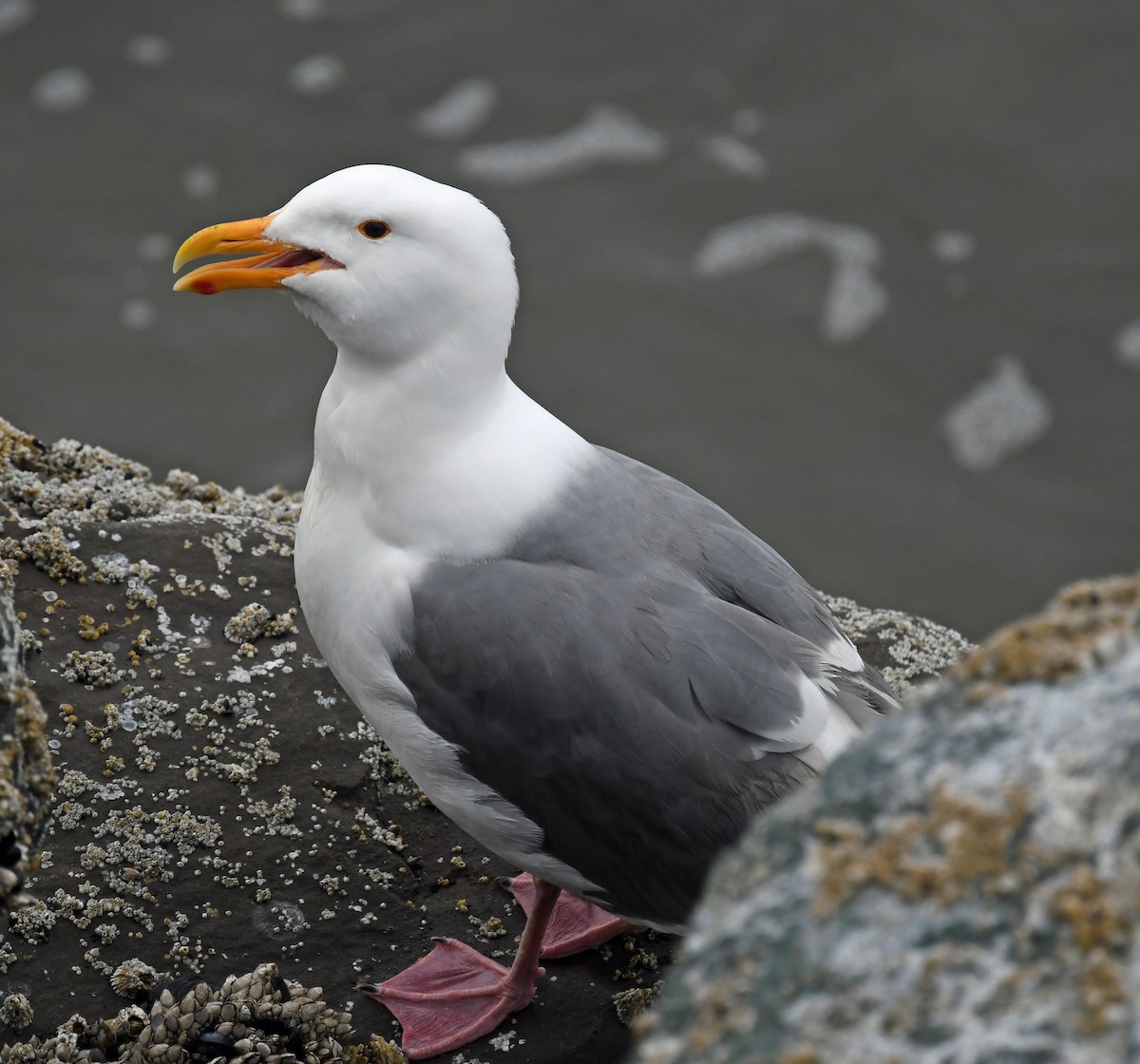 Western Gull - ML618638090