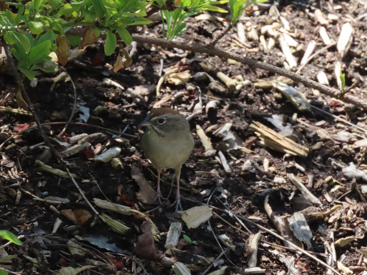 Rufous-crowned Sparrow - Edana Salisbury