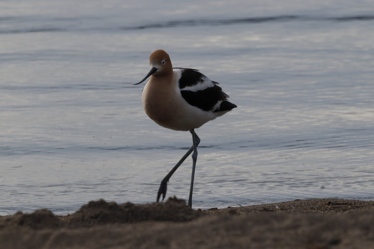 American Avocet - ML618638133