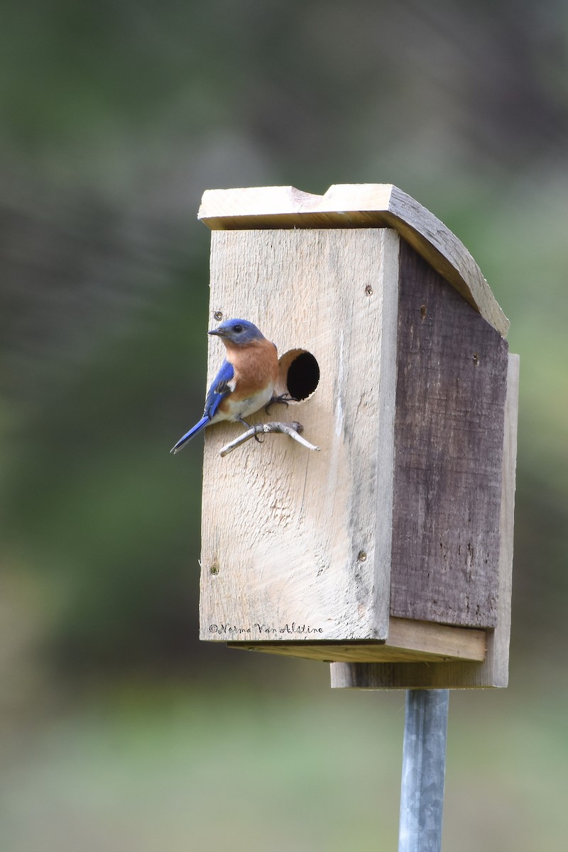 Eastern Bluebird - ML618638154